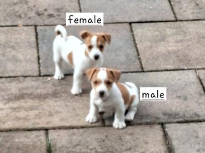 Jack Russell puppies in Carlow €550