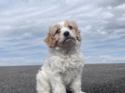 Miniature Maltipoo puppies in Carlow