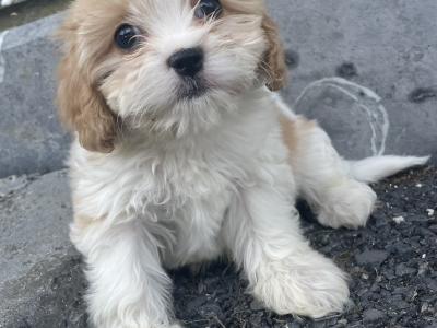 Miniature Maltipoo puppies in Carlow