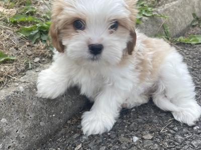 Miniature Maltipoo puppies in Carlow