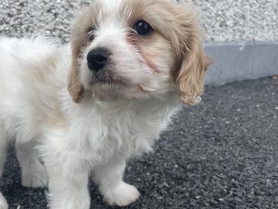 Miniature Maltipoo puppies in Carlow