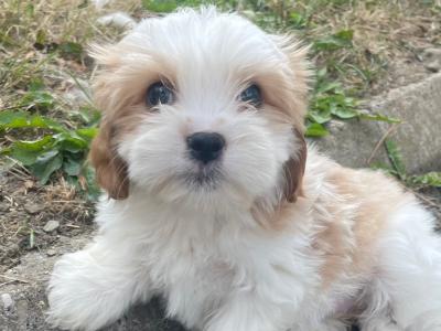 Miniature Maltipoo puppies in Carlow