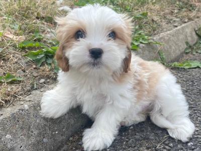 Miniature Maltipoo puppies in Carlow