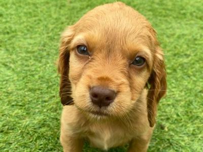 Stunning Cocker Spaniel puppies in Galway