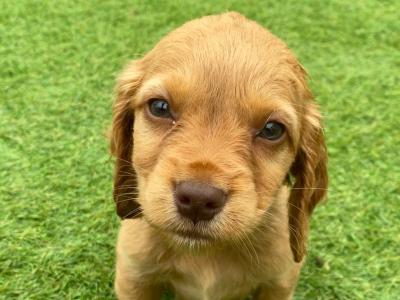 Stunning Cocker Spaniel puppies in Galway