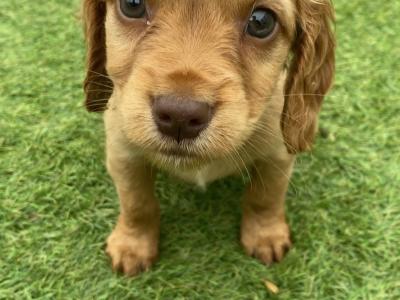 Stunning Cocker Spaniel puppies in Galway