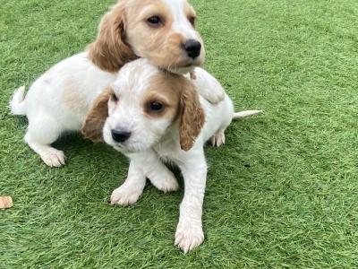Stunning Cocker Spaniel puppies in Galway
