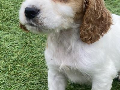 Stunning Cocker Spaniel puppies in Galway