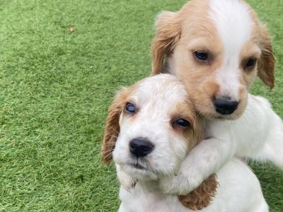 Stunning Cocker Spaniel puppies in Galway