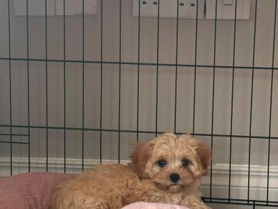 Female Cavachon puppy in Louth