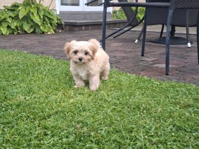 Female Cavachon puppy in Louth