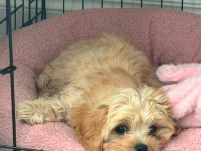 Female Cavachon puppy in Louth
