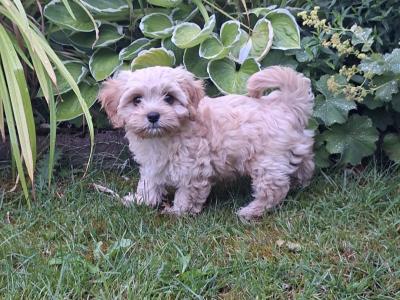 Female Cavachon puppy in Louth