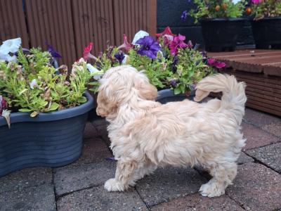 Female Cavachon puppy in Louth