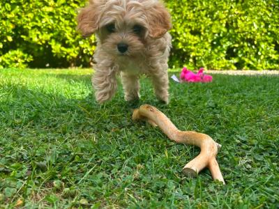 Female Cavachon puppy in Louth