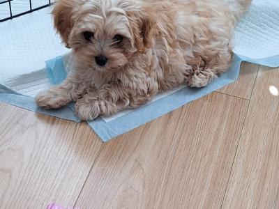 Female Cavachon puppy in Louth