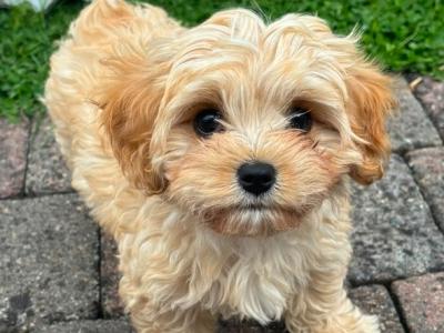 Female Cavachon puppy in Louth