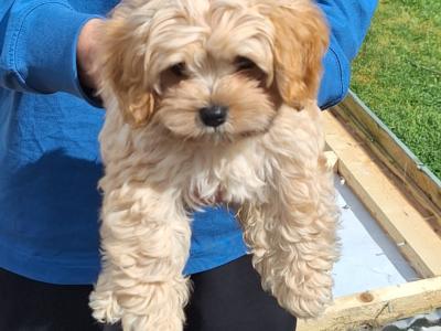 Female Cavachon puppy in Louth