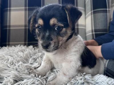 Jack Russell pups in Sligo