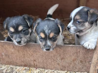 Jack Russell pups in Sligo