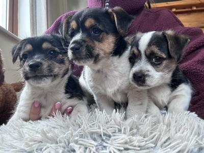 Jack Russell pups in Sligo
