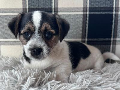 Jack Russell x Maltese puppies in Sligo