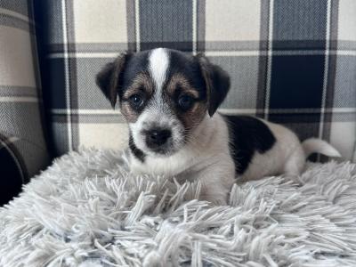 Jack Russell pups in Sligo