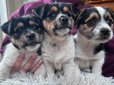 Jack Russell pups in Sligo