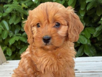 Beautiful Cavapoo puppies in Carlow 🤎🤎