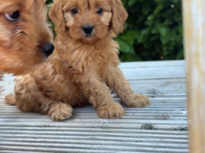 Beautiful Cavapoo puppies in Carlow 🤎🤎