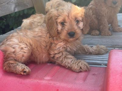Beautiful Cavapoo puppies in Carlow 🤎🤎