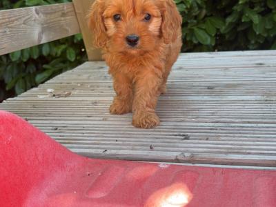 Beautiful Cavapoo puppies in Carlow 🤎🤎
