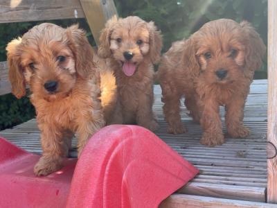 Beautiful Cavapoo puppies in Carlow 🤎🤎