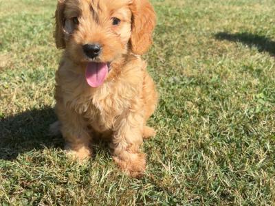 Beautiful Cavapoo puppies in Carlow 🤎🤎