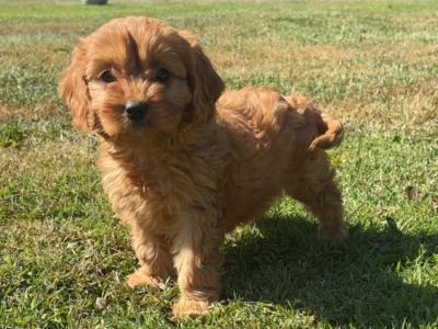 Beautiful Cavapoo puppies in Carlow 🤎🤎