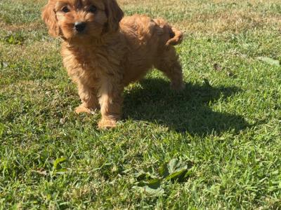 Beautiful Cavapoo puppies in Carlow 🤎🤎