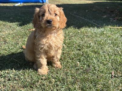 Beautiful Cavapoo puppies in Carlow 🤎🤎