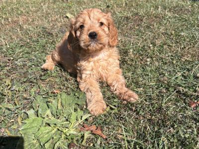 Beautiful Cavapoo puppies in Carlow 🤎🤎