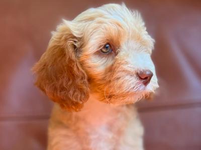 Stunning Poodle x Tibetan Terrier puppies