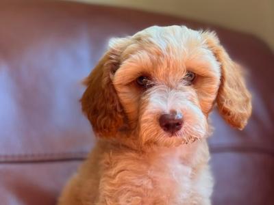 Stunning Tibetan Terrier x puppies