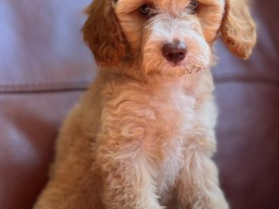 Stunning Ttoodle (Tibetan Terrier x Poodle) puppies in Waterford