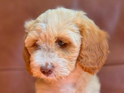 Stunning Tibetan Terrier x puppies