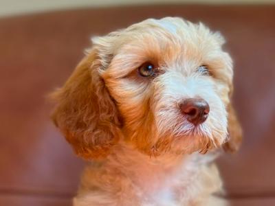 Stunning Tibetan Terrier x puppies
