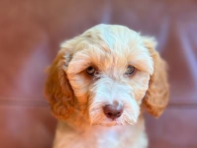 Stunning Tibetan Terrier x puppies