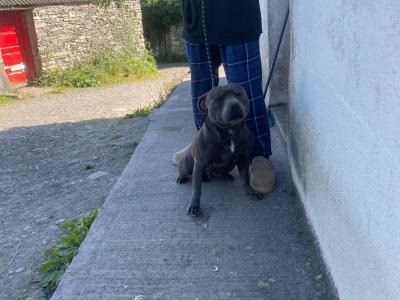 Blue Staffordshire Bull Terrier for stud in Clare