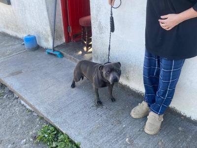Blue Staffordshire Bull Terrier for stud in Clare