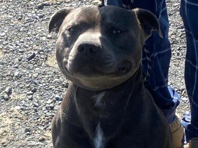 Blue Staffordshire Bull Terrier for stud in Clare