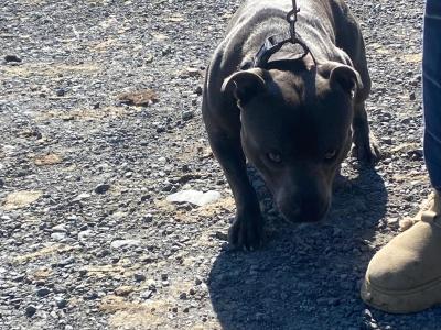 Blue Staffordshire Bull Terrier for stud in Clare