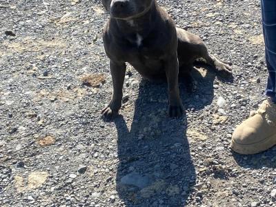 Blue Staffordshire Bull Terrier for stud in Clare