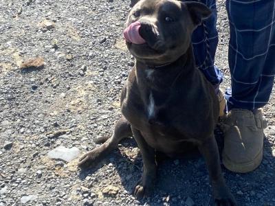 Blue Staffordshire Bull Terrier for stud in Clare